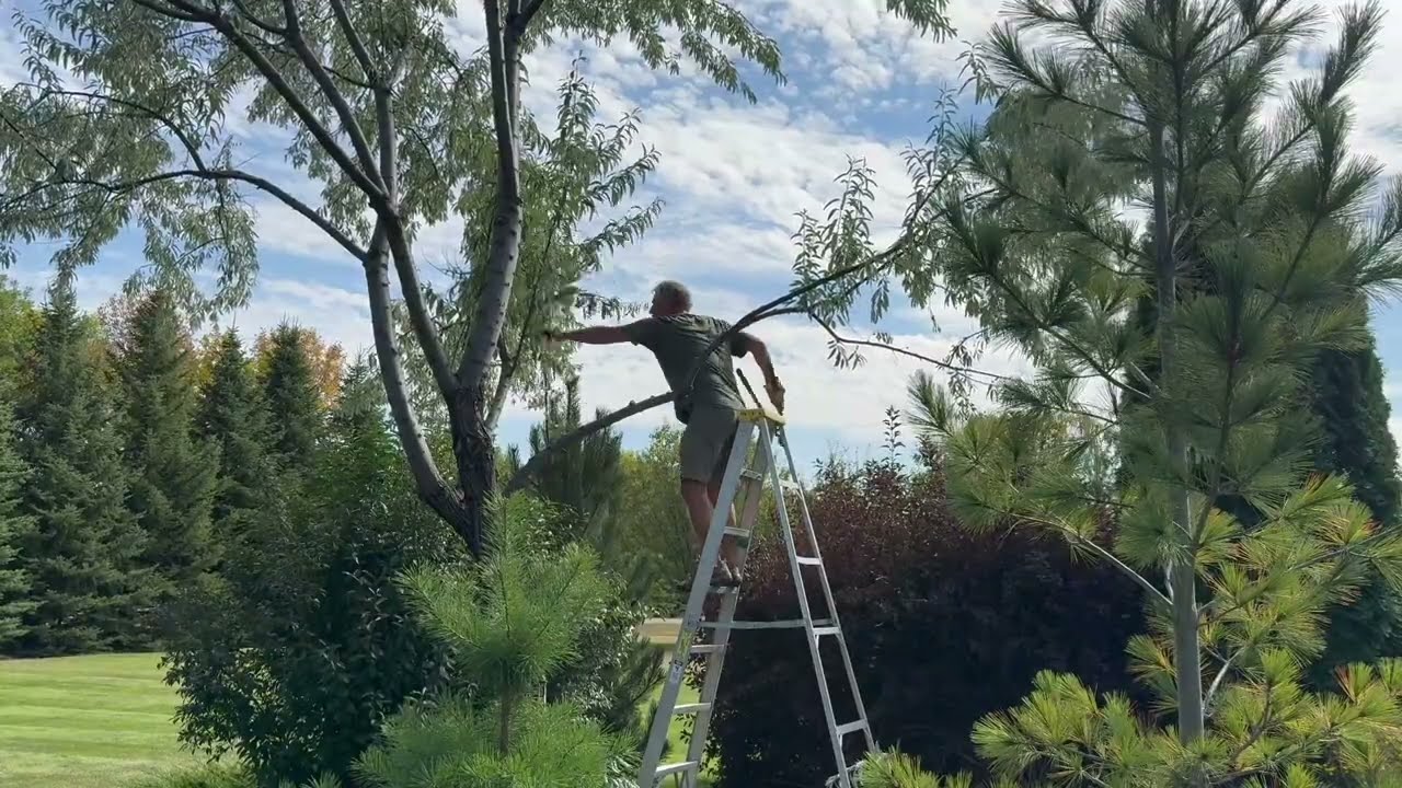 Tree Pruning To Open Up The Inner Canopy
