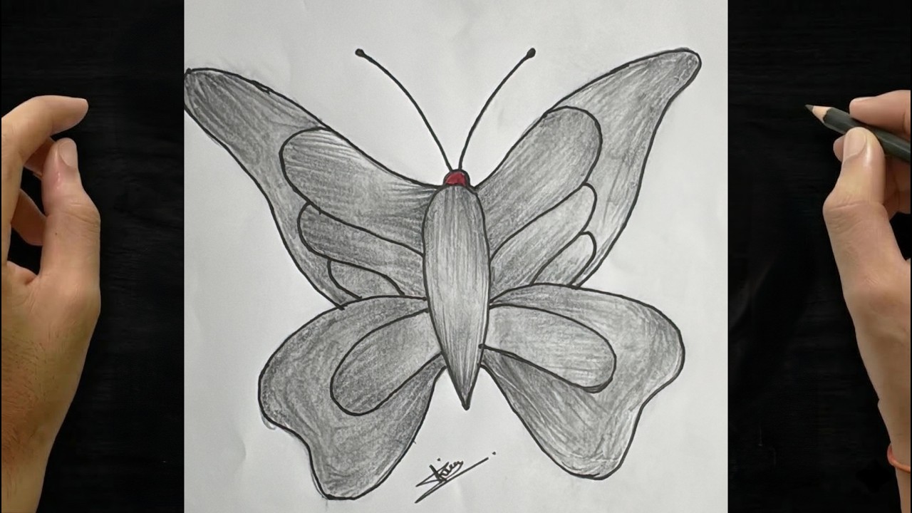 How to Draw Butterfly Step by Step | Easy Pencil Drawing