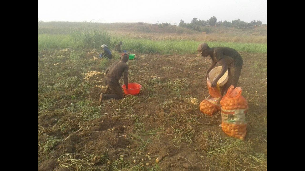 PRODUISONS LA POMME DE TERRE A MBANZA NGUNGU