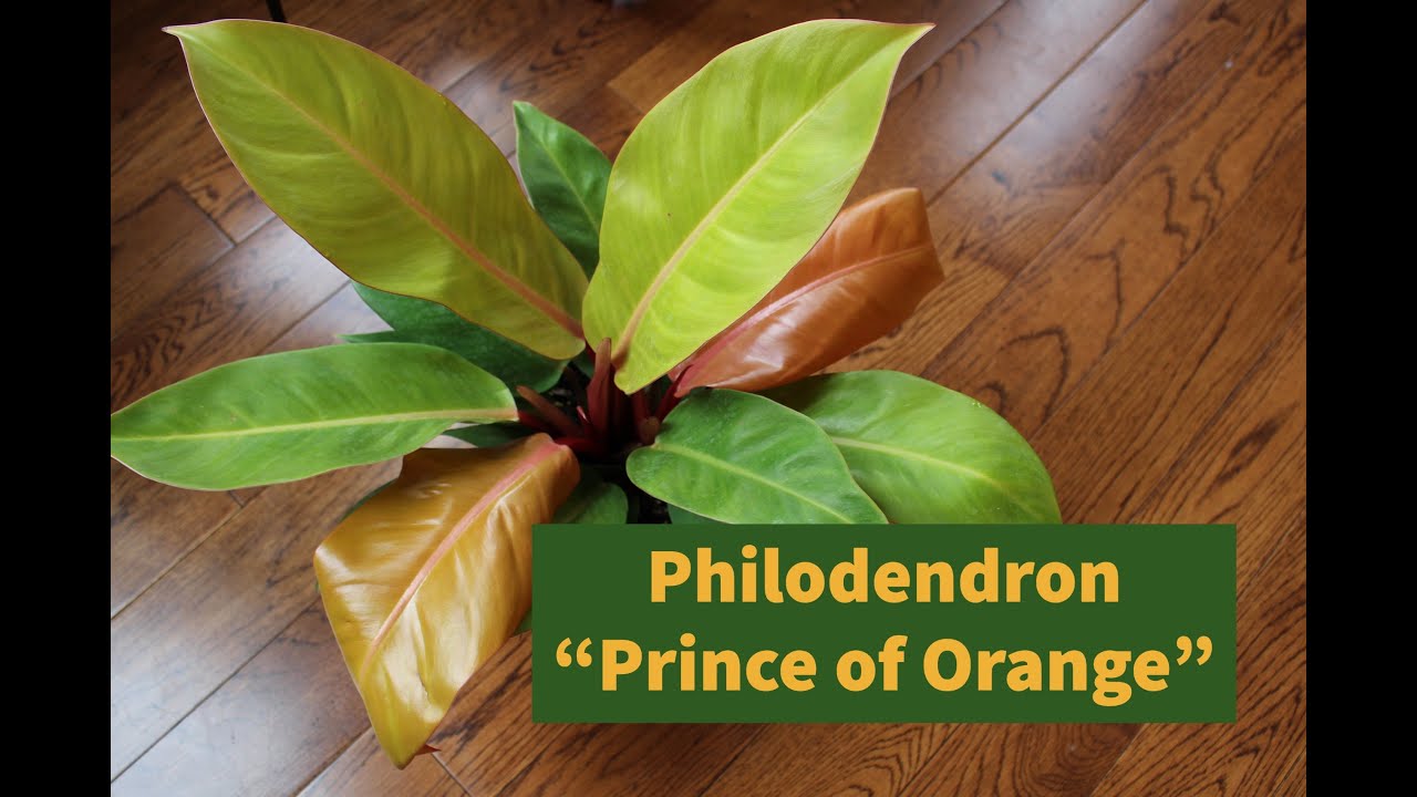 Houseplant Care Guide :: Philodendron 