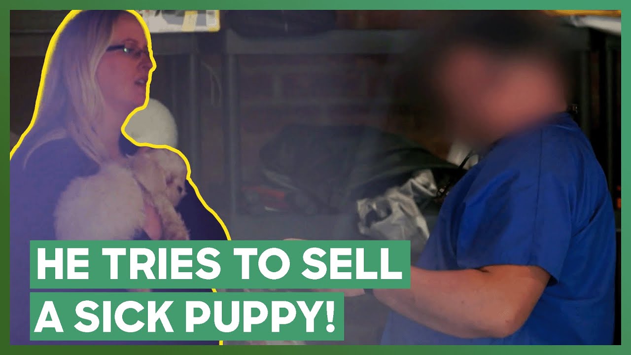 Puppy Mill Seller RUNS AWAY During Confrontation | Guardians Of Rescue
