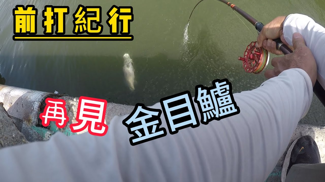[前打紀行 ]可遇而不可求!金目鱸魚再現身!