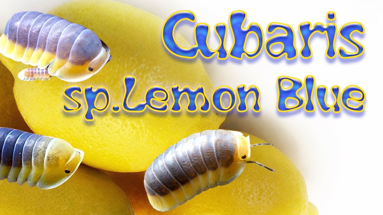 The incredible Cubaris sp.lemon blue Isopod