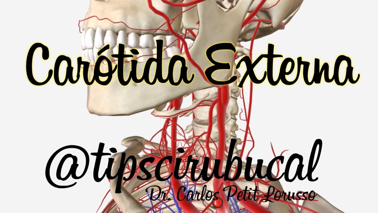 Carótida Externa / Anatomía 3D/ tipscirubucal / Carlos Petit Lorusso