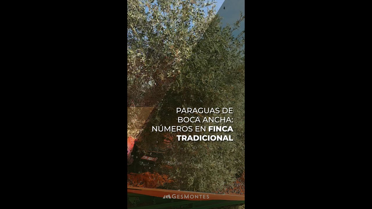 PARAGUAS DE BOCA ANCHA: NÚMEROS EN FINCA TRADICIONAL