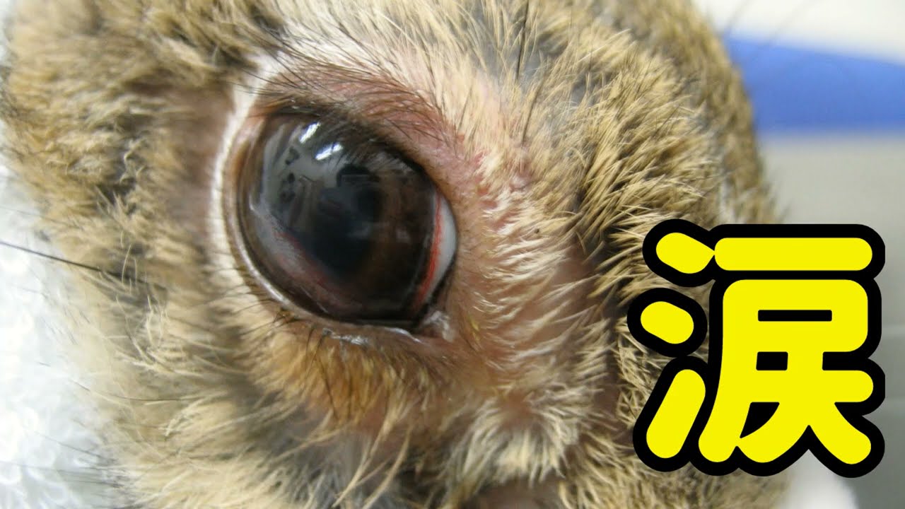 本当は目の病気じゃない!?【うさぎの涙は危険!】＃35　うさぎの病気 Vol.14