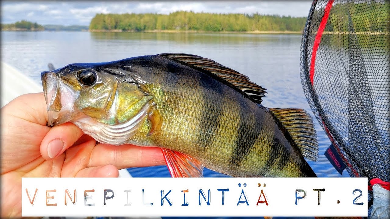 Venepilkintää 2 | Kala nykäs koko ongen järveen