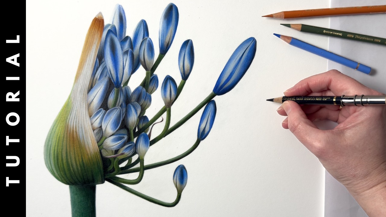 TUTORIAL | How To Draw An Emerging Agapanthus Flower In Colored Pencil