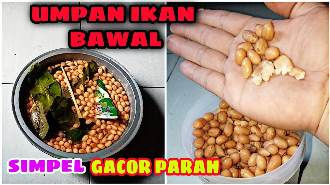 CARA MEMBUAT KACANG PRESTO ❗ UNTUK UMPAN IKAN BAWAL ‼️GACOR DI MUSIM SAAT INI ❗