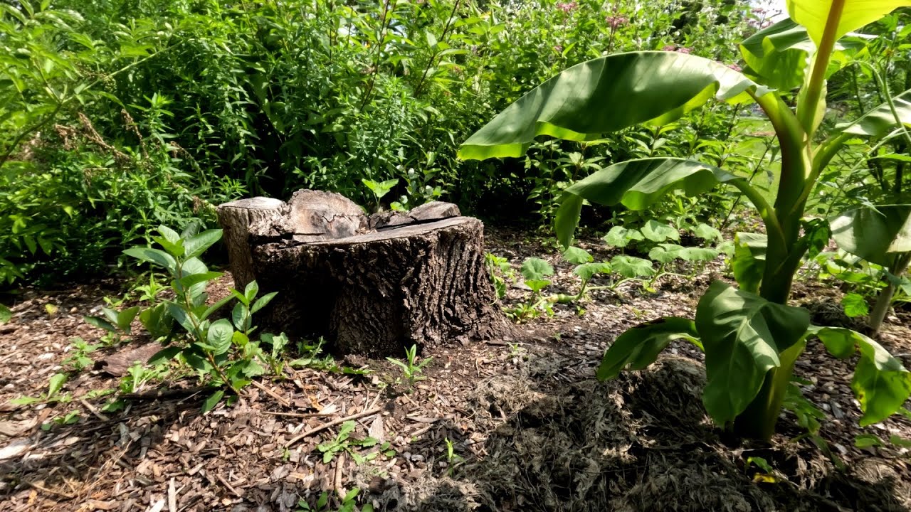 Frog Hole Food Forest July 2024 Update