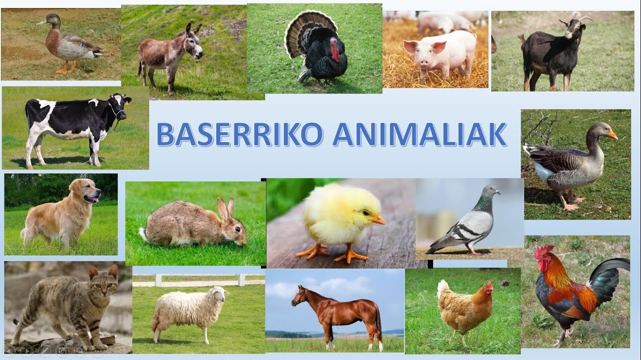 Baserriko animaliak