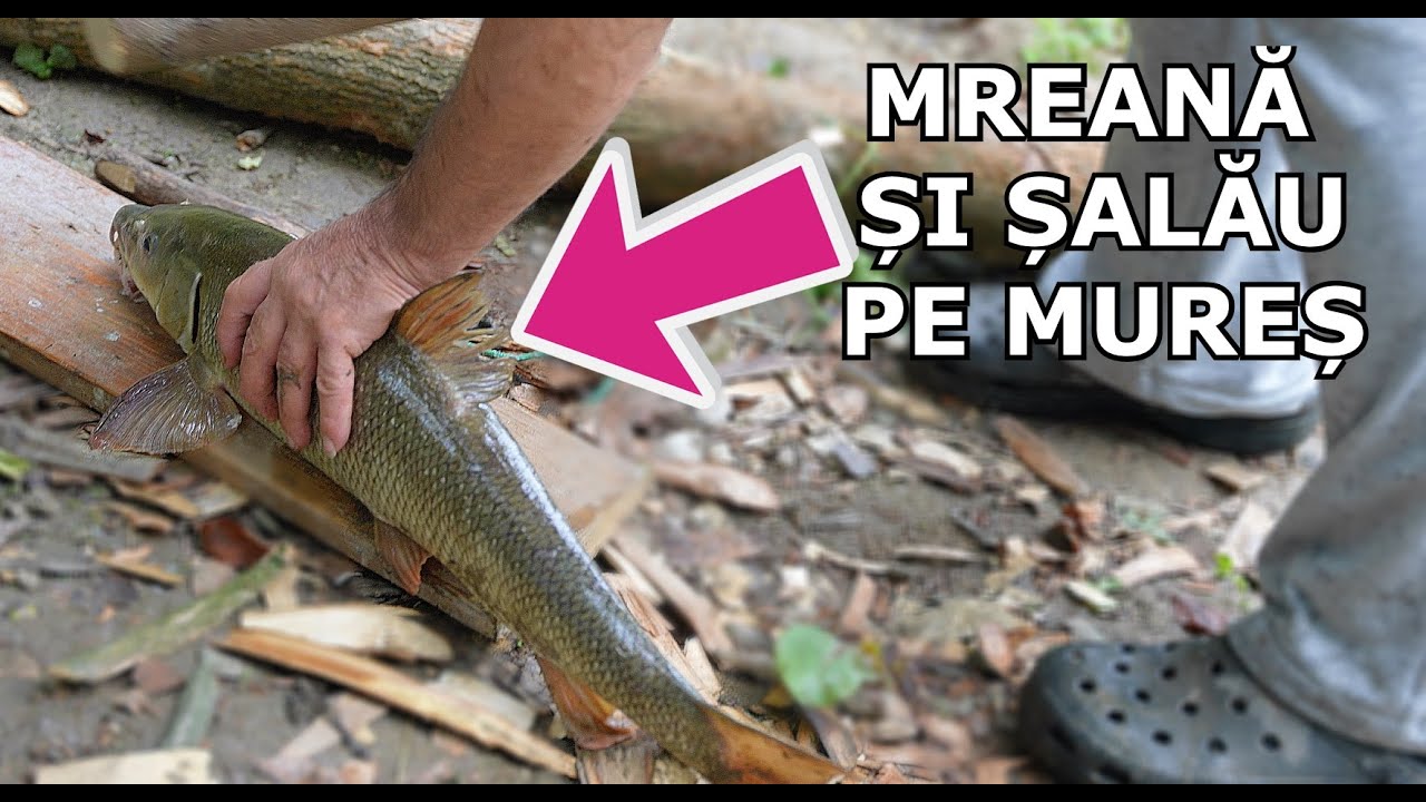 Nea Dorel LOVEȘTE IAR MREANA MARE Pe Mures TULBURE si crescut + ȘALĂU FRUMOS La Feeder