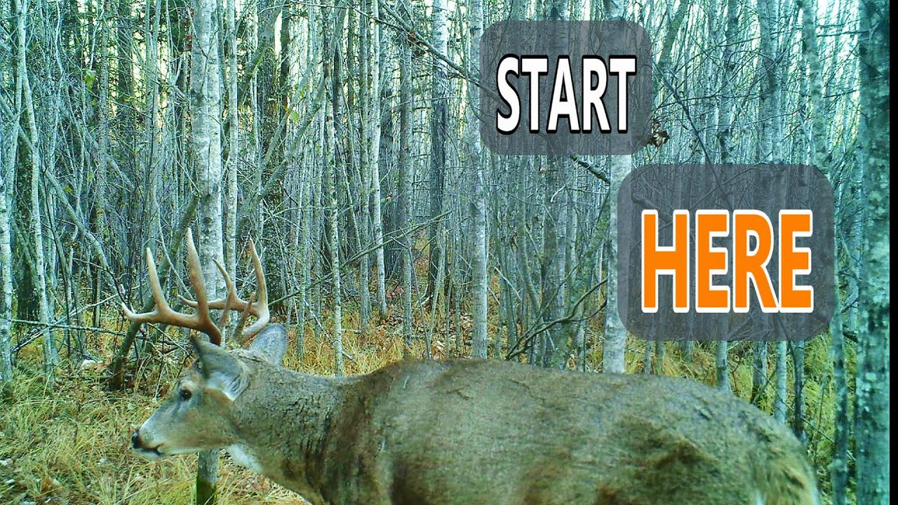 Big Woods Clearcuts: Where to Start