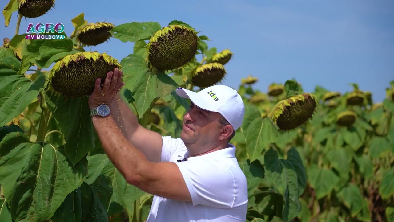 Performanța fermierului cu hibrizii de floarea-soarelui de la LIDEA