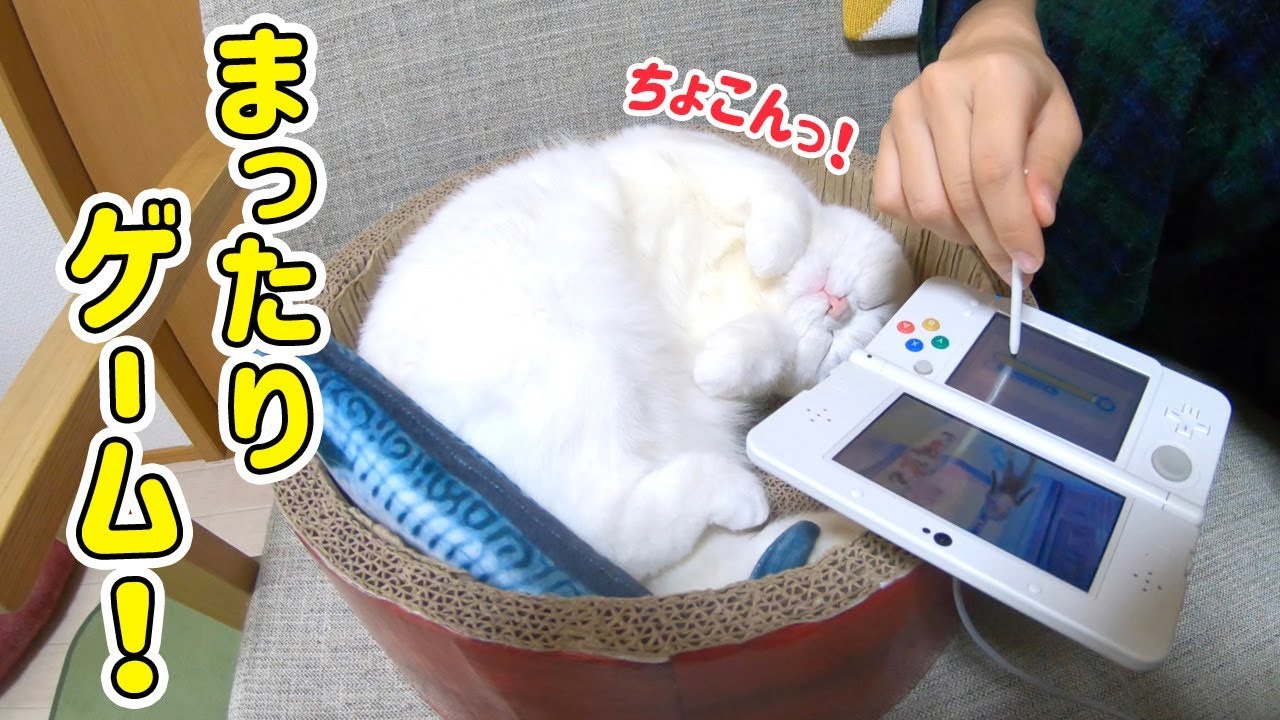 ゲームをする飼い主の隣で爆睡する猫の寝姿が可愛すぎた！起きたらタッチペンに襲いかかります！