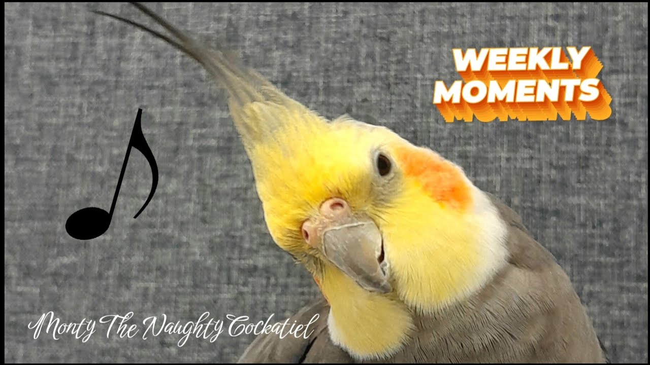 Monty The Naughty Cockatiel's weekly moments. ❤️❤️part 149❤️❤️