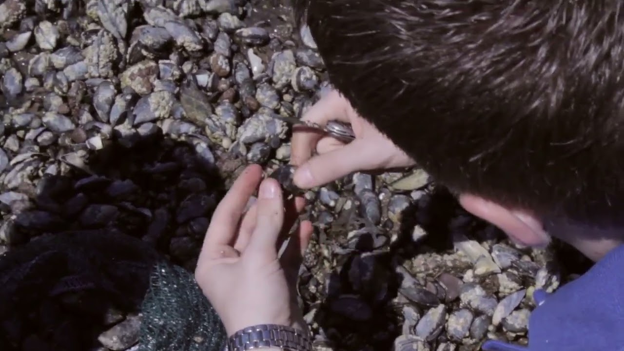 Foraging UK - Beach - Mussels