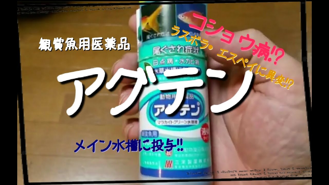 ラスボラに異変!?アグテンを投与!!