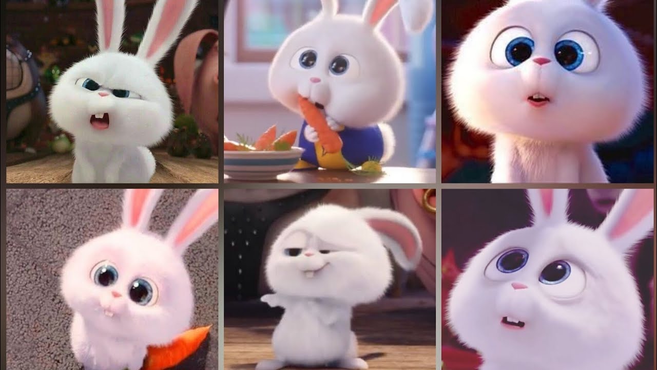 cute bunny🐰🥕cartoon all photos🍂 video wallpaper HD whatsApp dp image profile🍁❤ meena