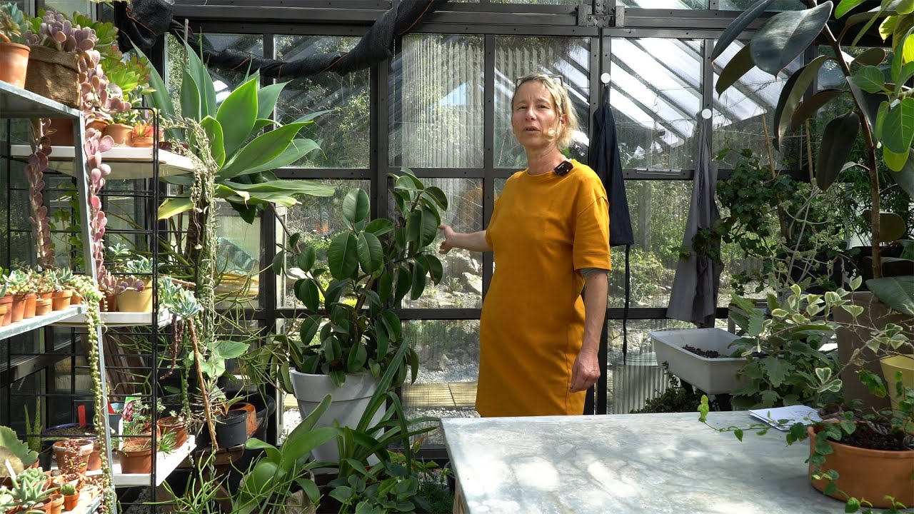 Ficus Türleri 🌿 Bitkileri Tanıyalım - Labofem