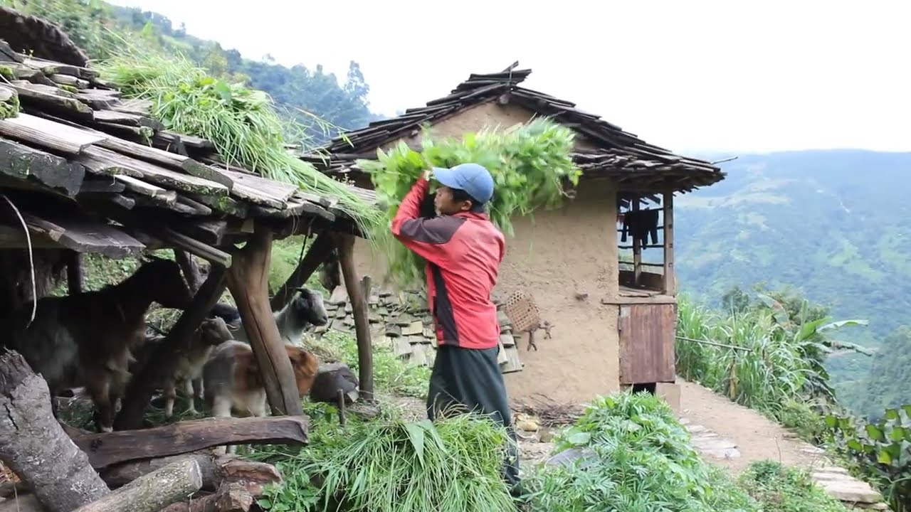 Collecting grass || Myvillage official videos EP 21 || Village life || Rural life