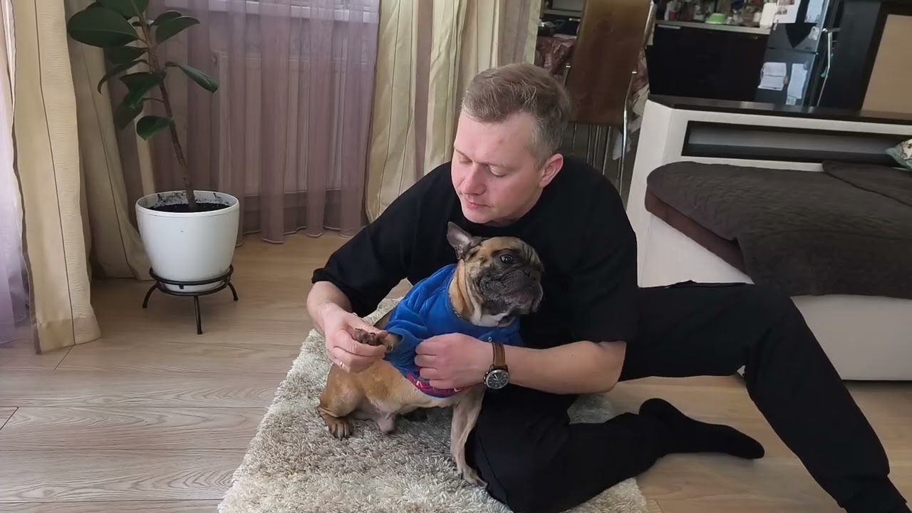 Не все бульдоги похожи на Арчи #французскийбульдог #собакиприколы #одеждадлясобак #сторожеваясобака 