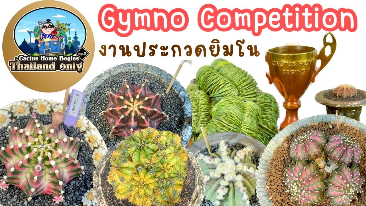 Cactus (Gymno.) Competition @ Cactus Home Begins (Ep.2 Thailand only) 17th June 23 @Central Ladprao
