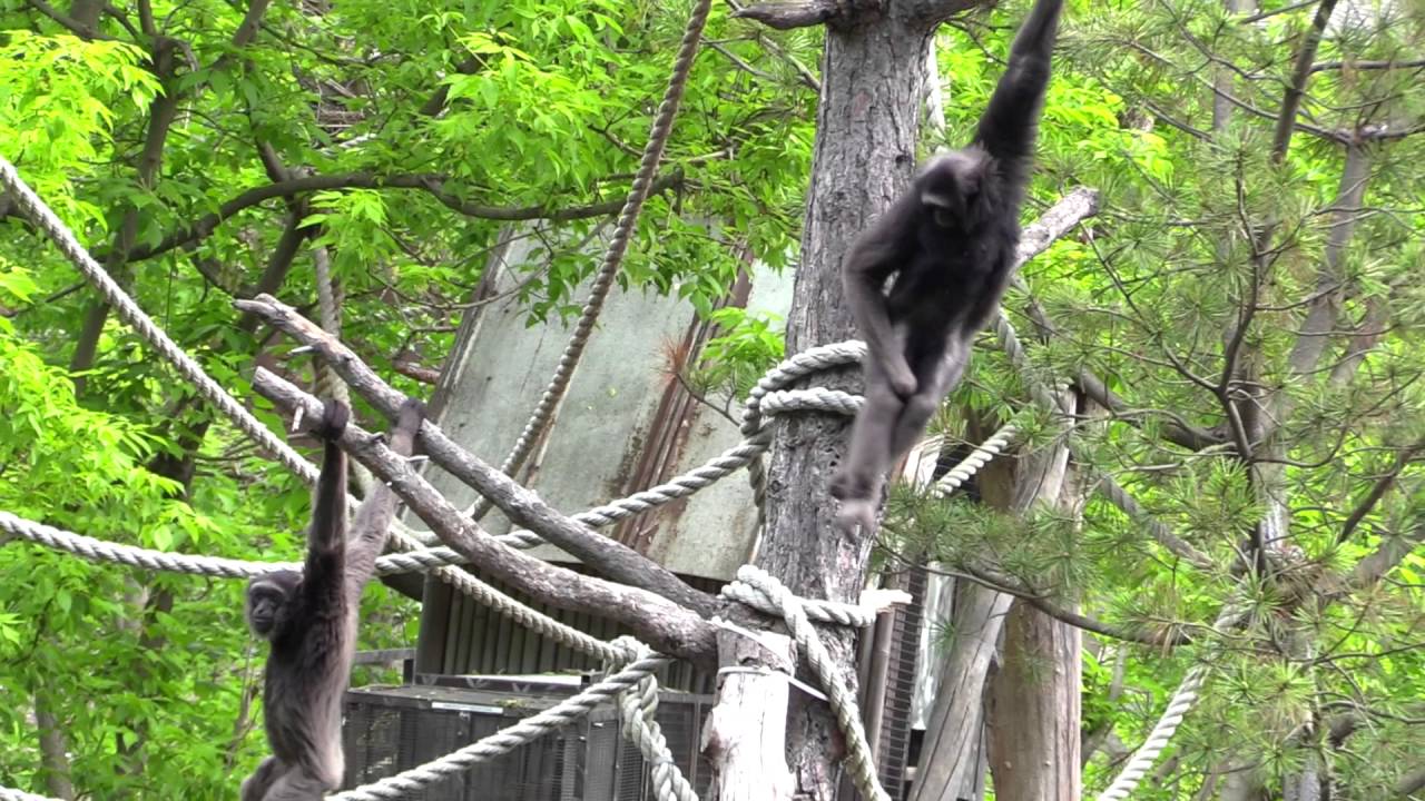 Mueller's Gibbons at Cleveland Metroparks Zoo