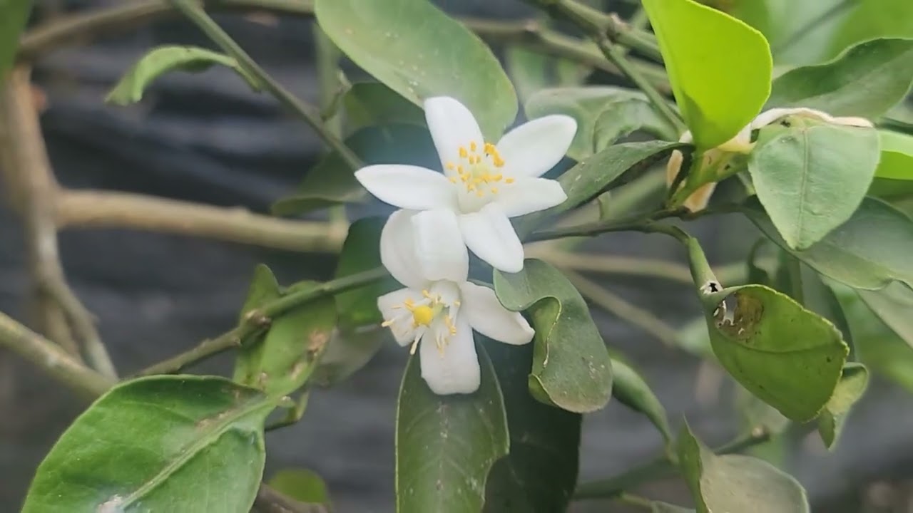 Fragrant orange blossoms in the dry season.#fruit #shorts #flowergarden #best 