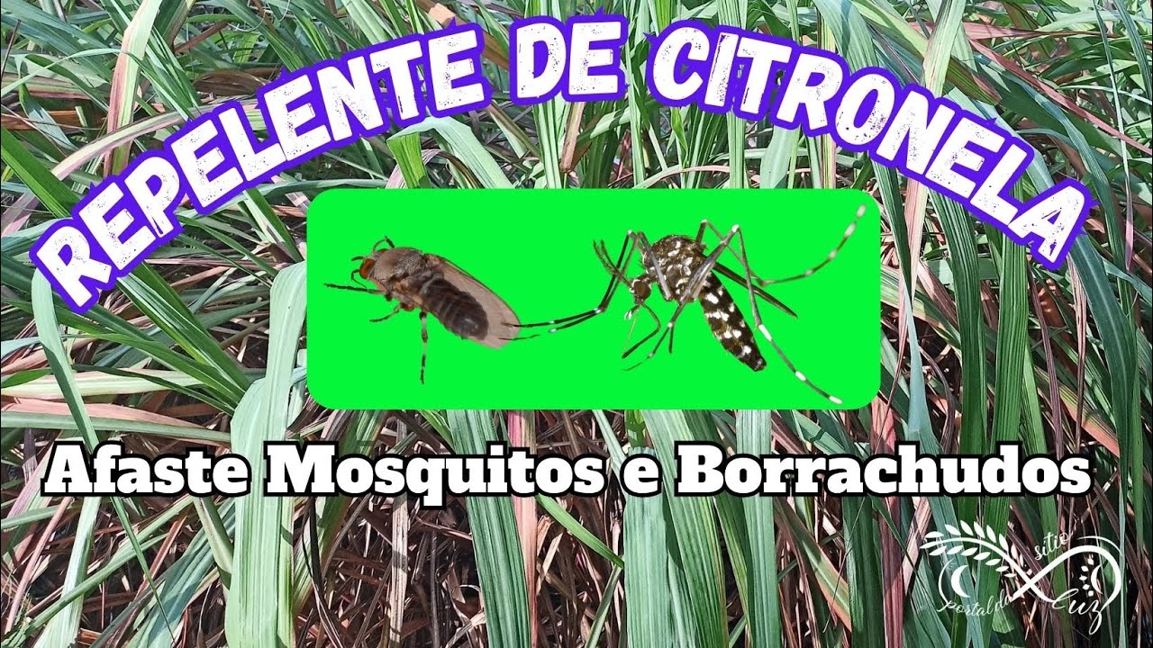 REPELENTE DE CITRONELA, contra Mosquito da Dengue, Borrachudos, e outros que nos incomodam.