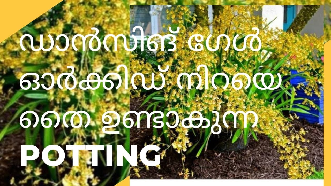 ഡാൻസിങ് ഗേൾ ഓർക്കിഡ് നിറയെ തൈ ഉണ്ടാകുന്ന potting Dancing girl Orchid care in Malayalam #dancinggirl