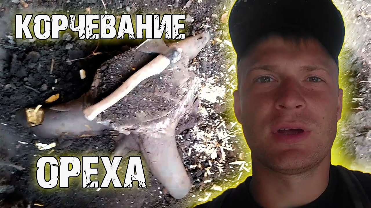Борьба с грецким орехом или как выкорчевать огромный пень