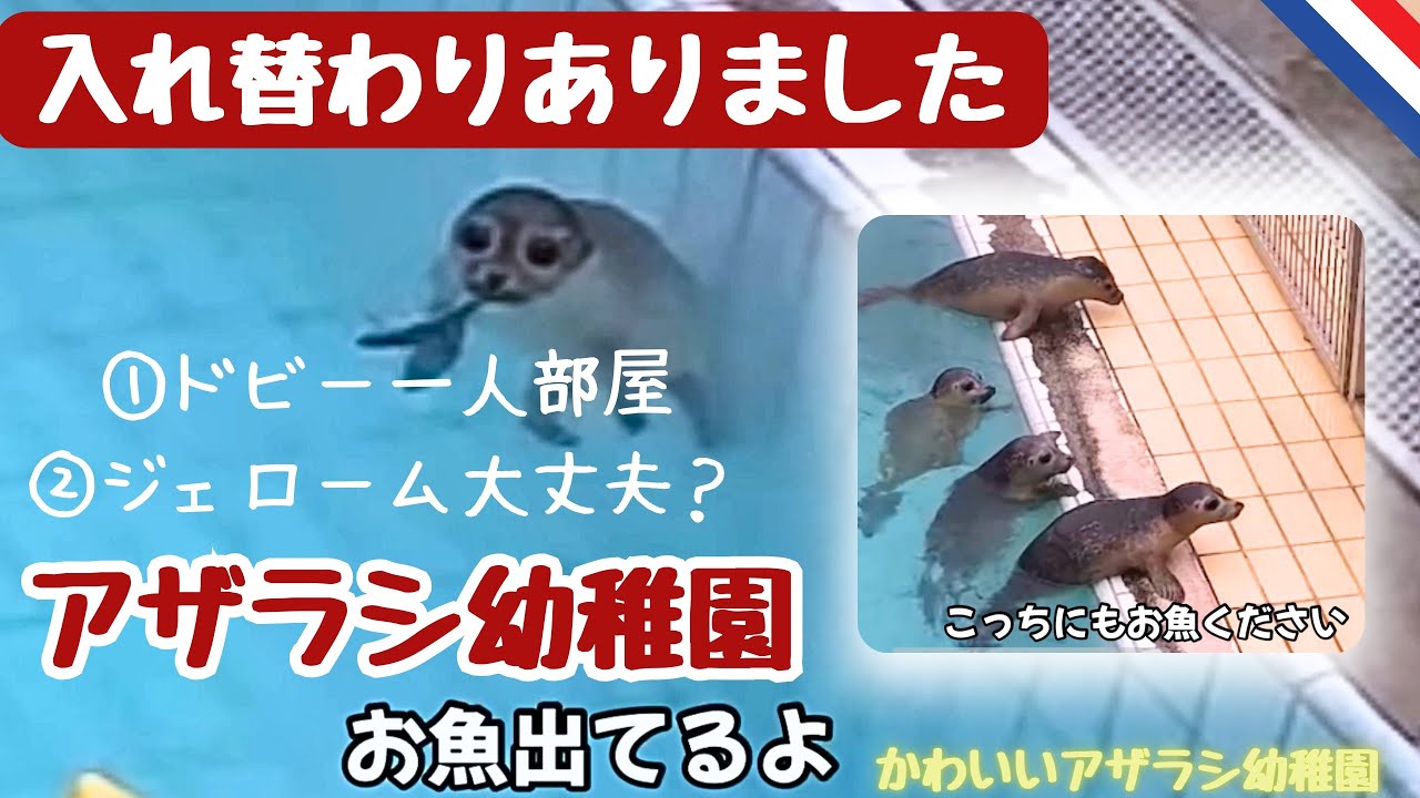 [アザラシ幼稚園]ドビーが右のプールへ移動し、一人部屋。その理由をレナトさんが説明します。