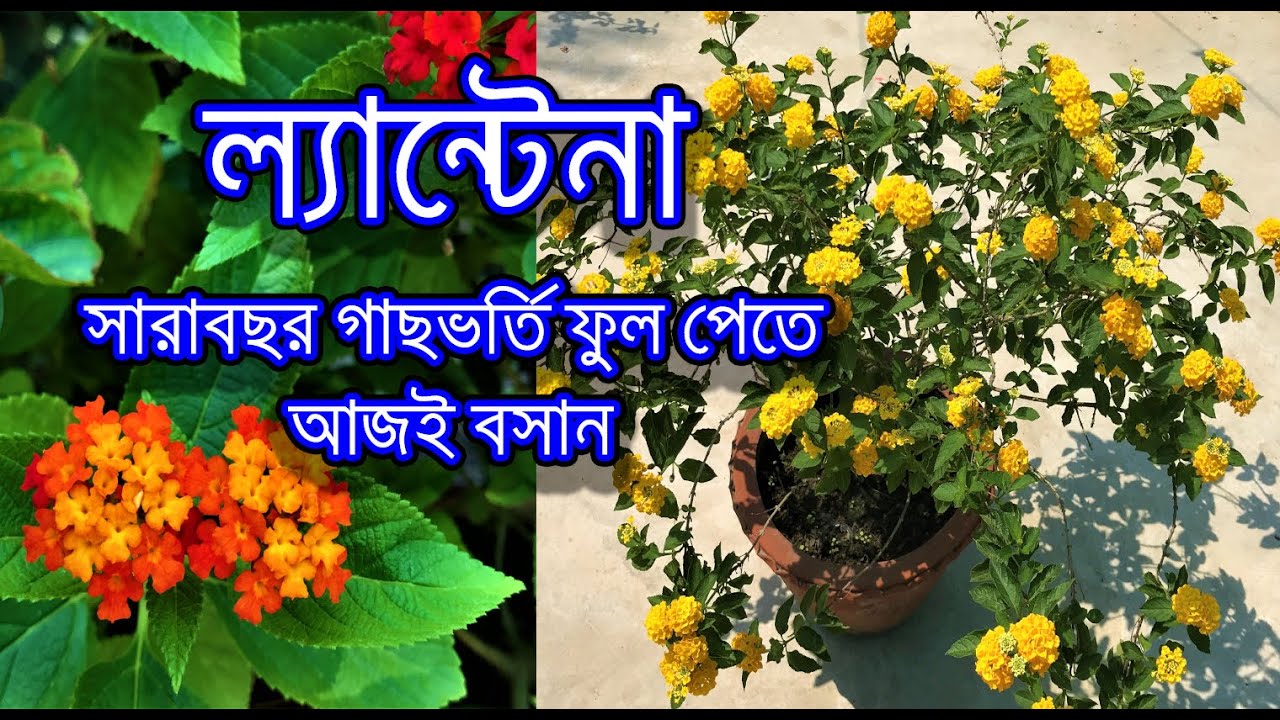 ল্যান্টেনা বা পুটুস ফুল গাছের সম্পূর্ণ ভিডিও / How to grow Lantana camara in pot