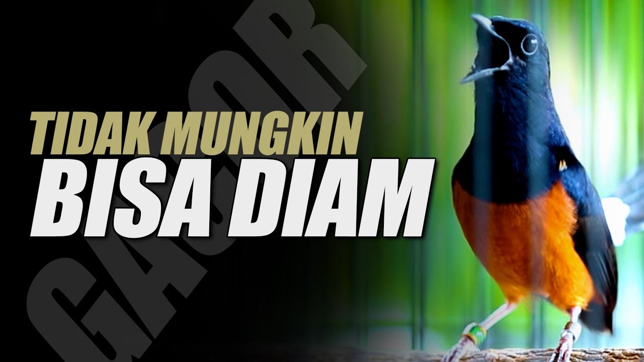 MURAI GACOR ‼️MATERI MEWAH GAYA KUDA HITAM SIAP PANCING EMOSI