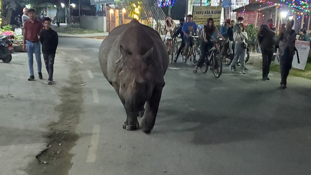 Rhino on an evening stroll in downtown Chitwan, Nepal