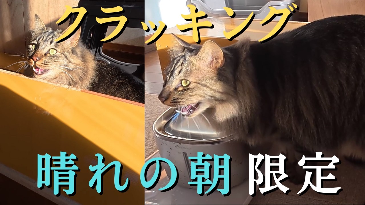 【兄弟猫それぞれのクラッキング】『晴れの日の朝』限定でクラッキングする猫