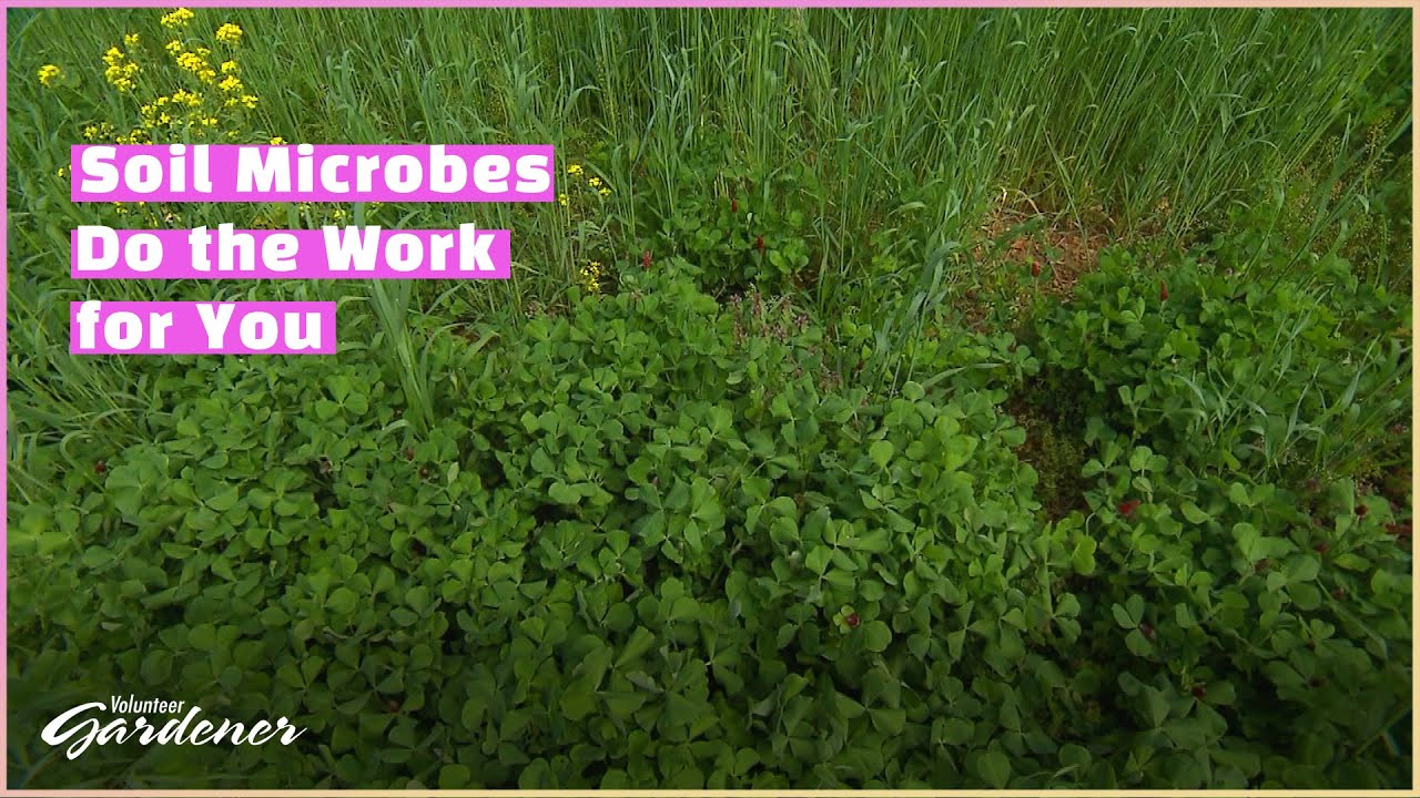 How to Use Green Manure | Volunteer Gardener