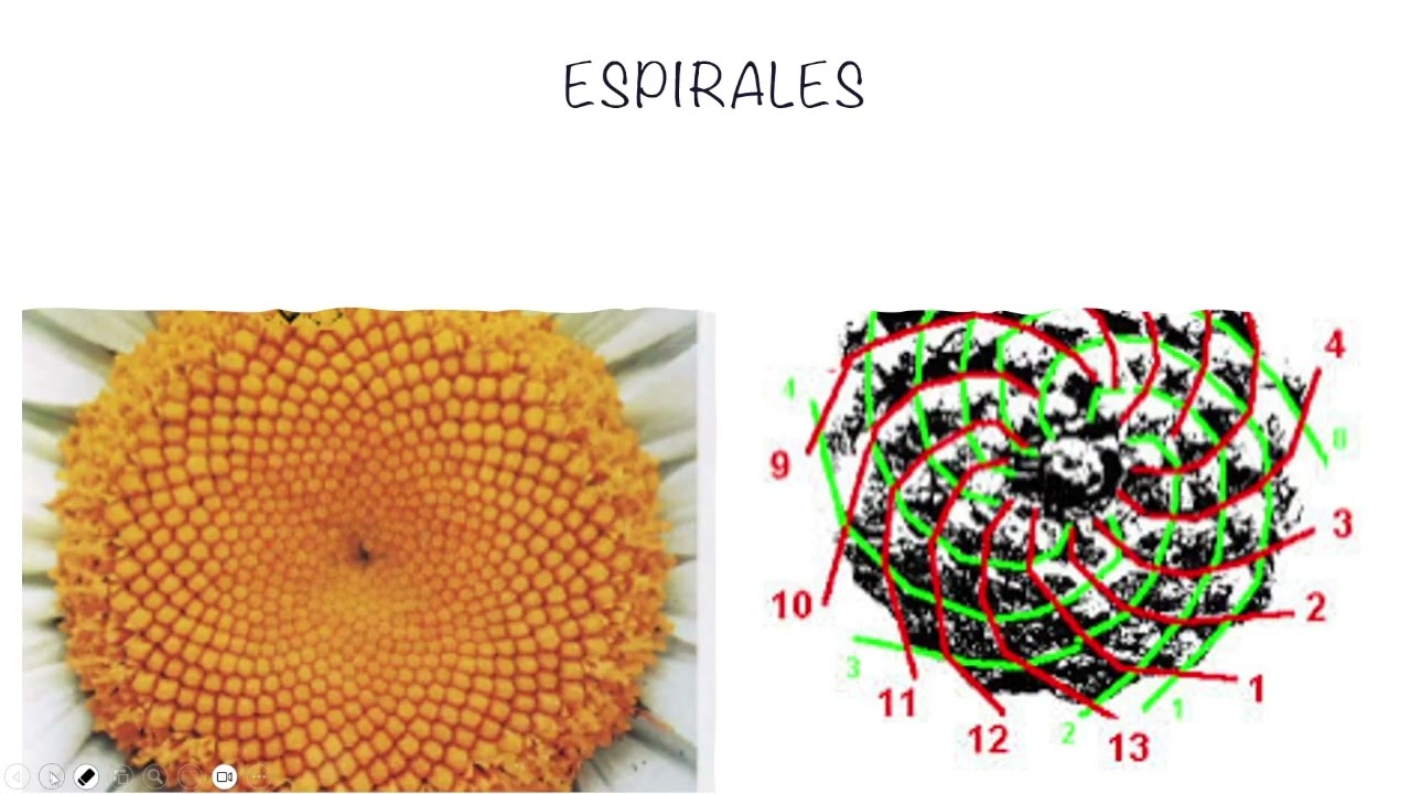 geometría sagrada