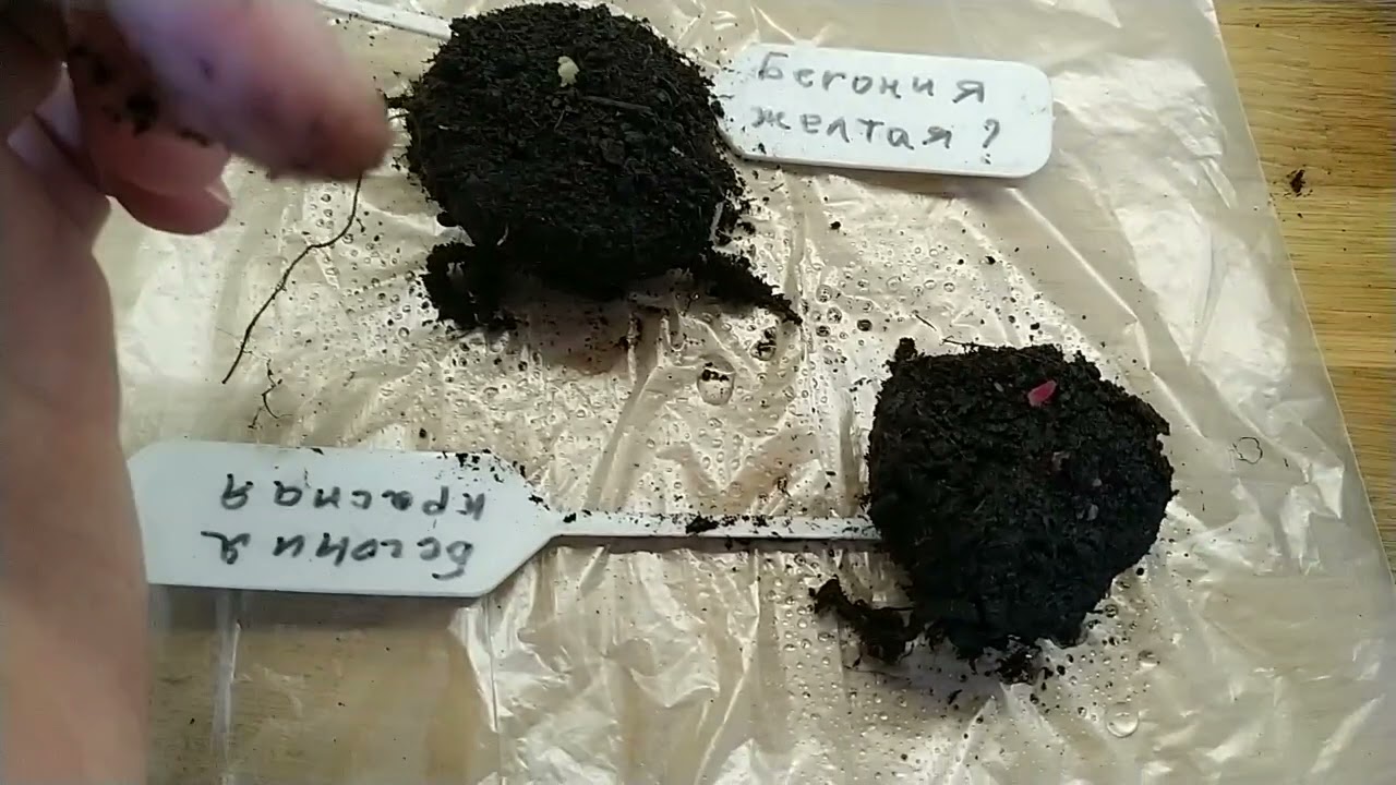 Оживление УСОХШИХ КЛУБНЕЙ! Глоксинии, бегонии и многие другие клубнекорни.