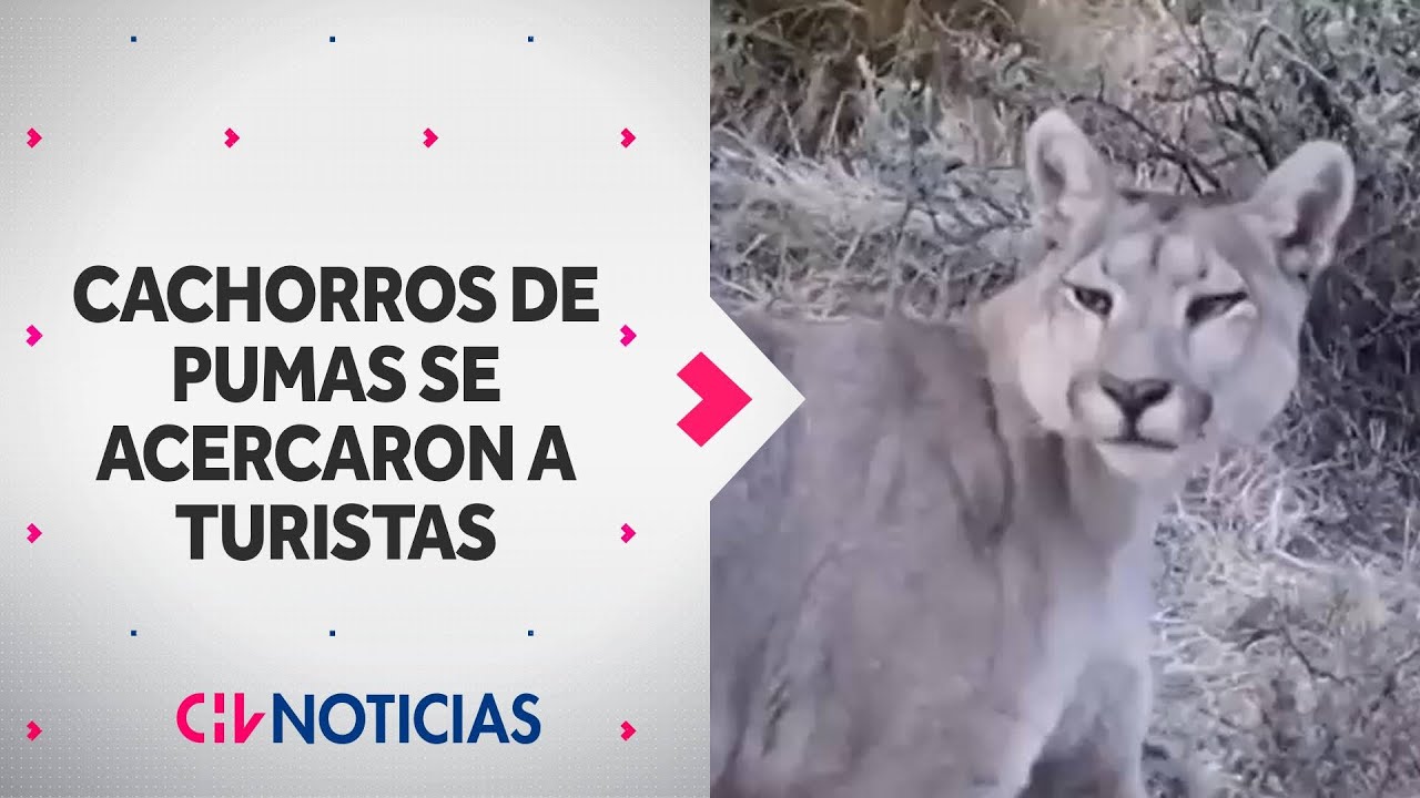 Cachorros de pumas son captados acercándose a turistas en Torres del Paine - CHV Noticias