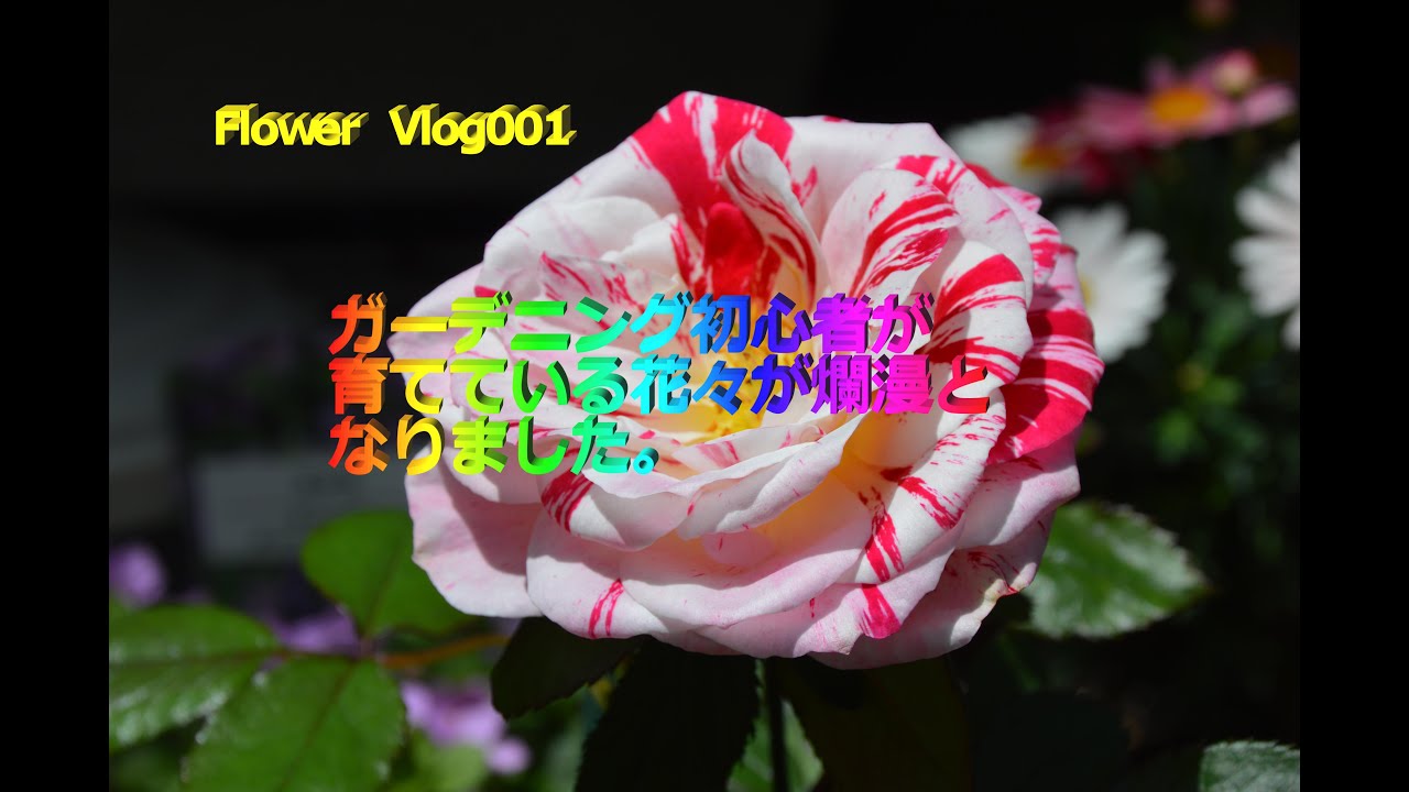 【Flower Vlog001】ガーデニング初心者が育てている花々