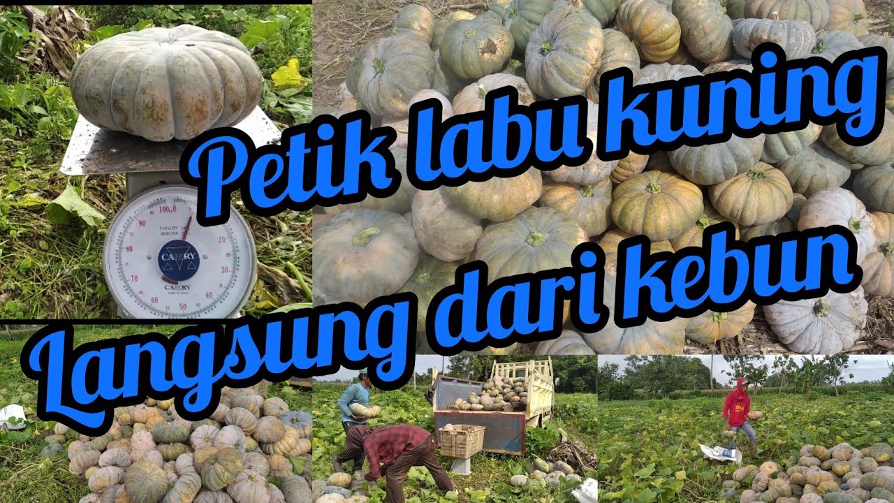 Petik labu kuning pertama