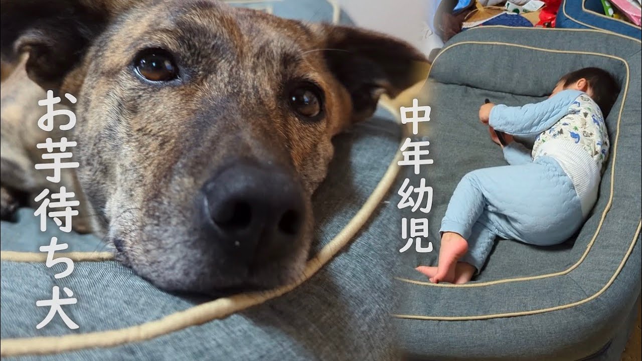 パンを食べたがる元猟犬にふかし芋を作ってあげました　それと中年化する幼児