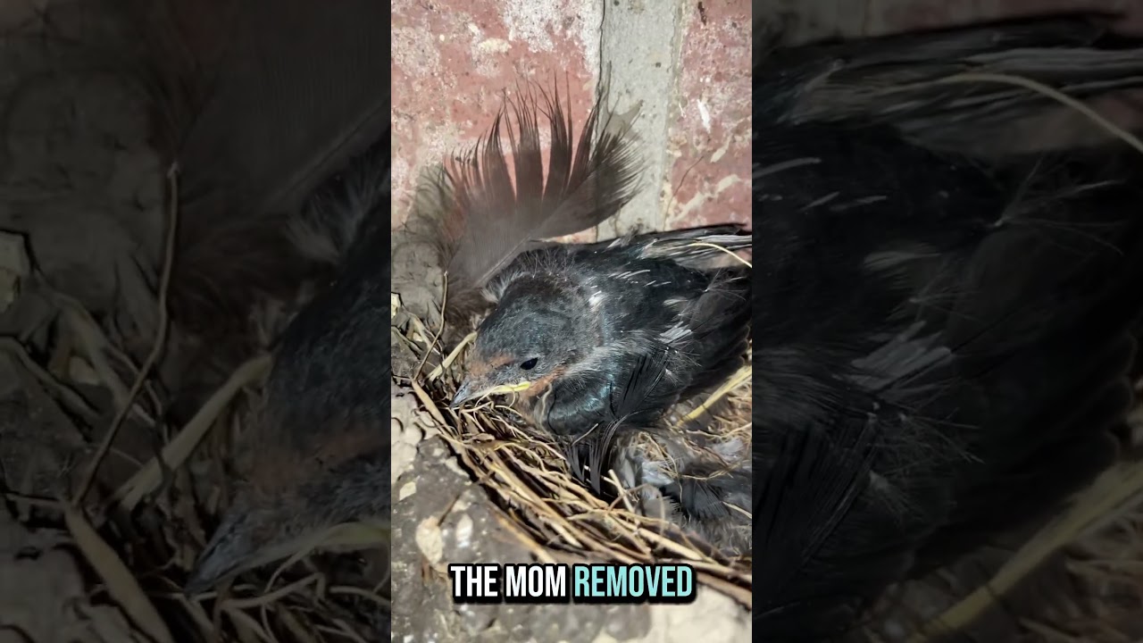 I took a look at the barn swallows after coming from the beach. 
