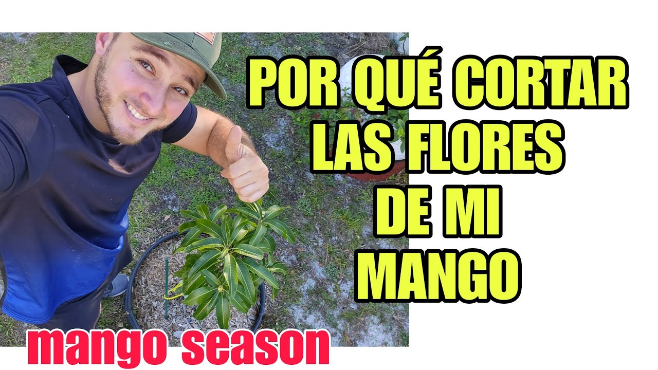 POR QUÉ CORTO LAS FLORES DE MI MANGO?