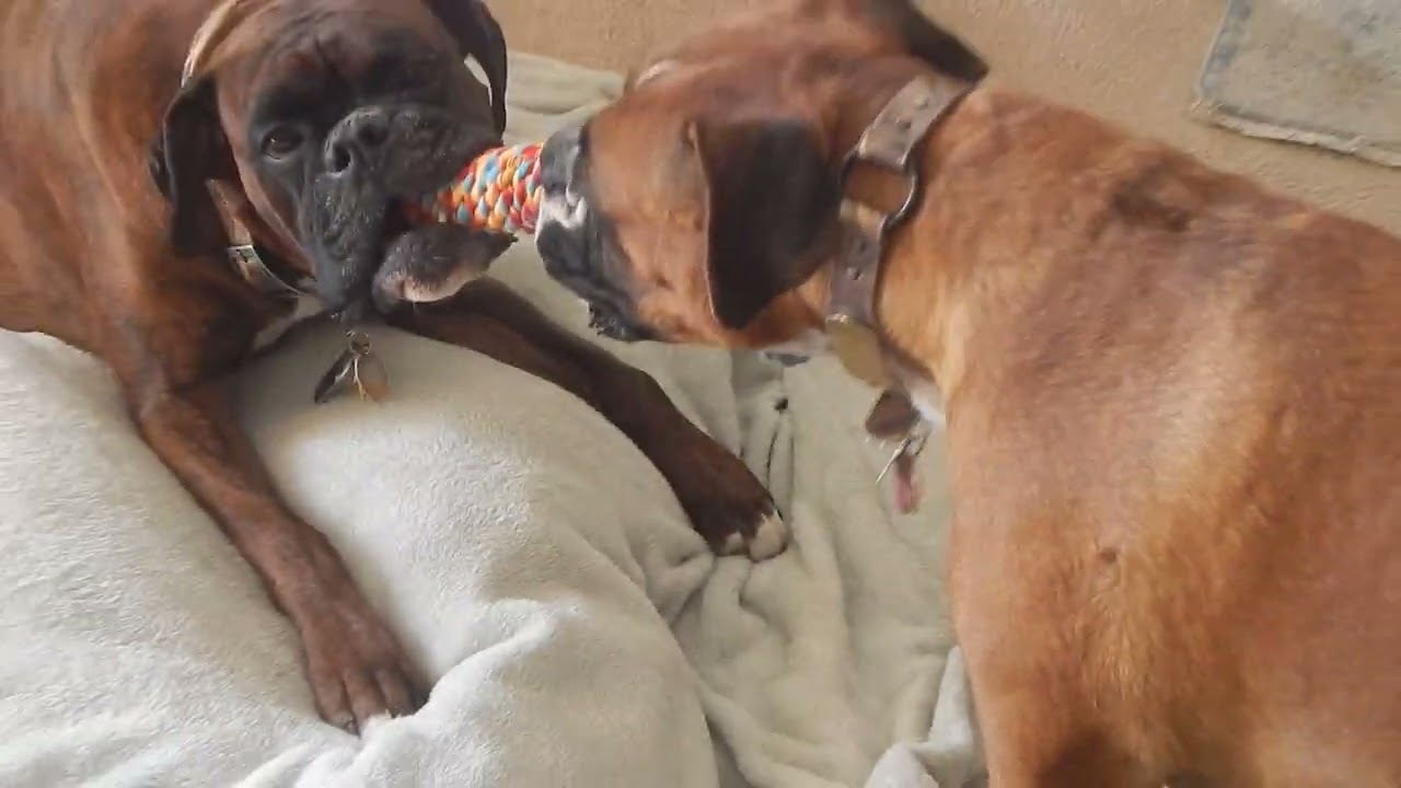 Boxer Tug of War Guess Who Wins