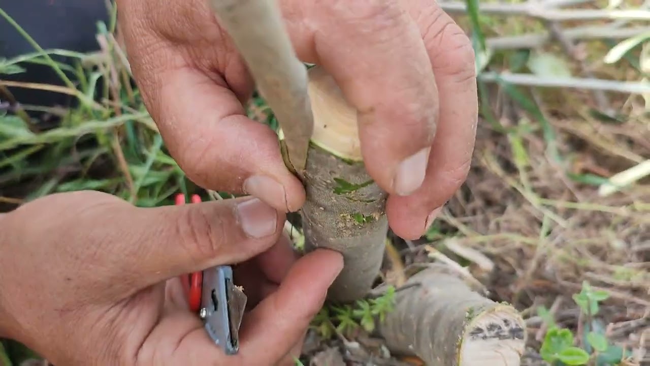 Greffage en couronne d'olivier sur oléastre en Kabylie