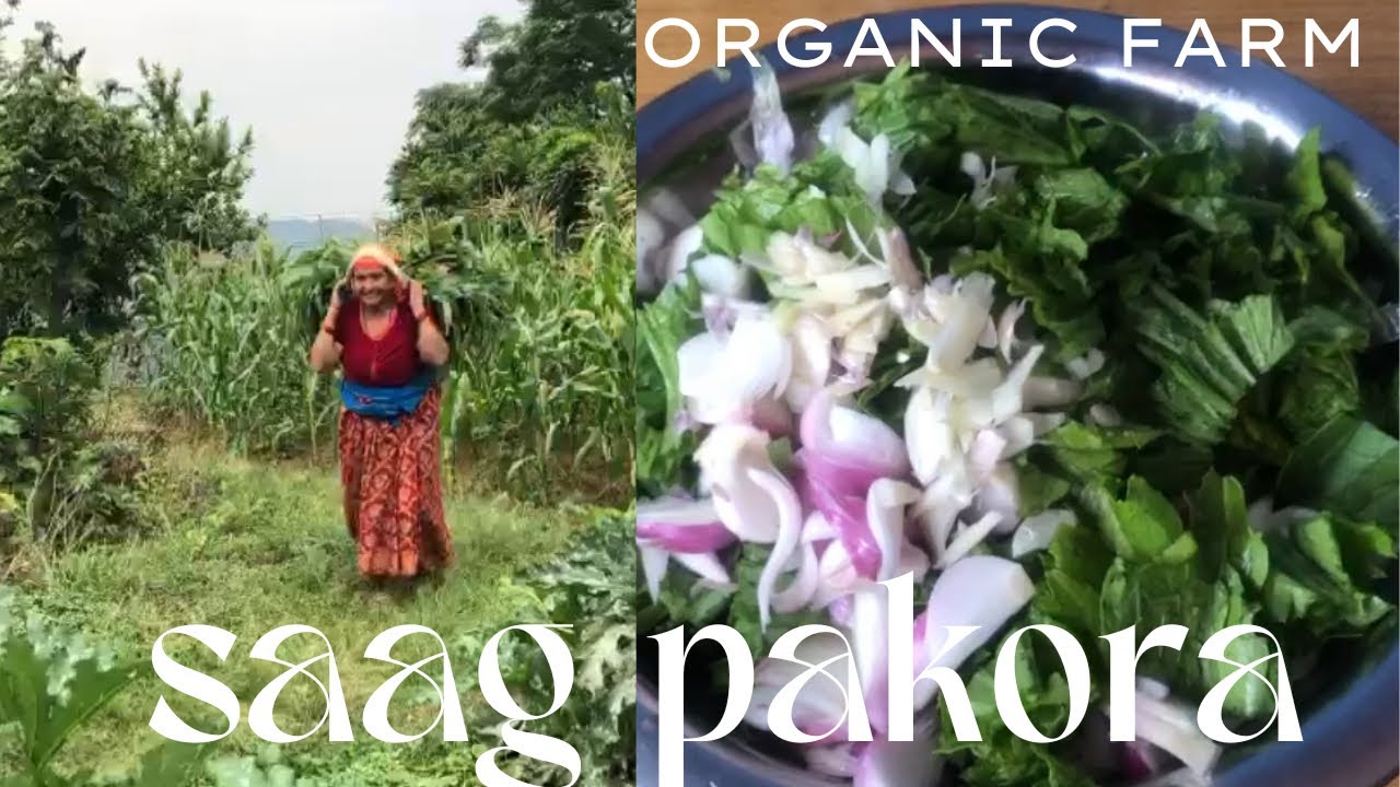 Saag ko Pakora, अर्गानिक तरकारीको harvest र स्वादिलो साग र रोटी बनाउने दिन