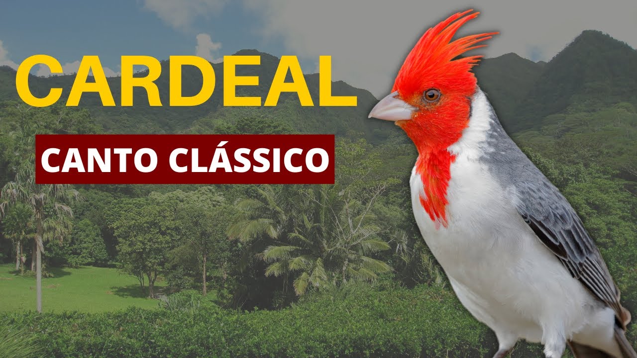CARDEAL CANTO CLÁSSICO  -  30 MINUTOS